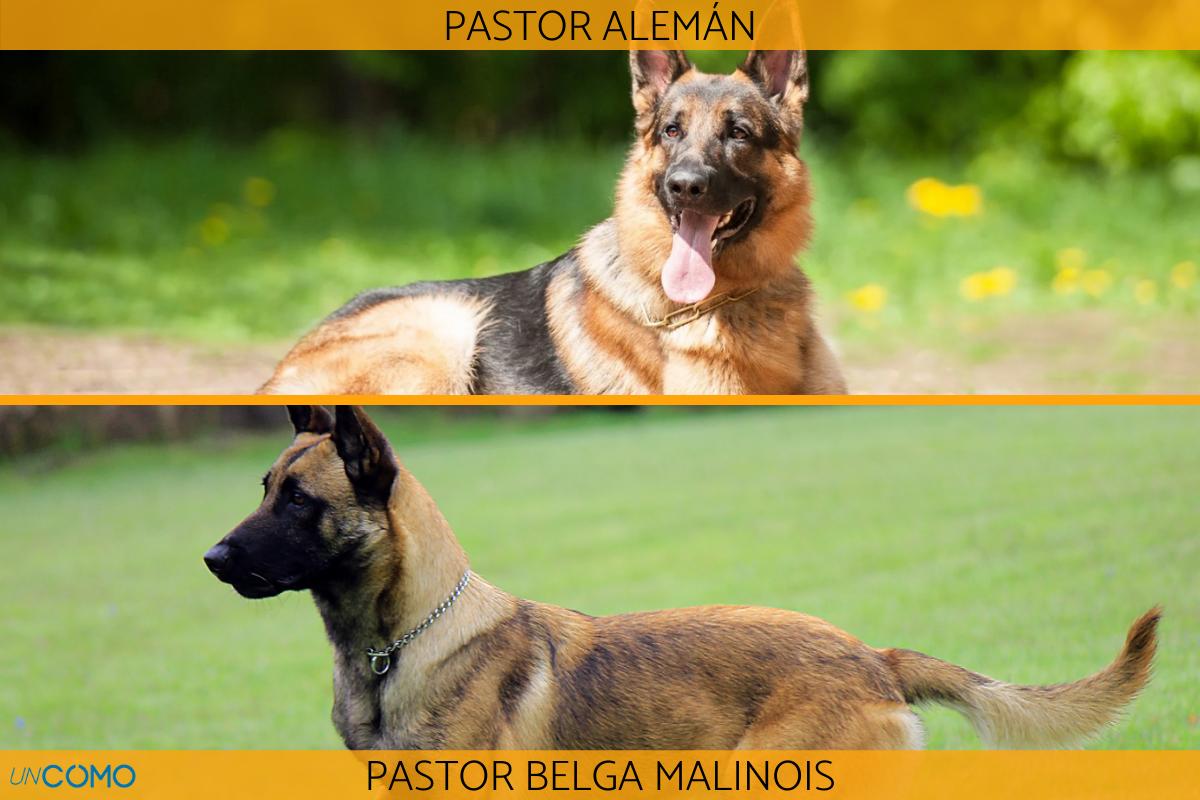 Diferencias entre pastor alemán y pastor belga