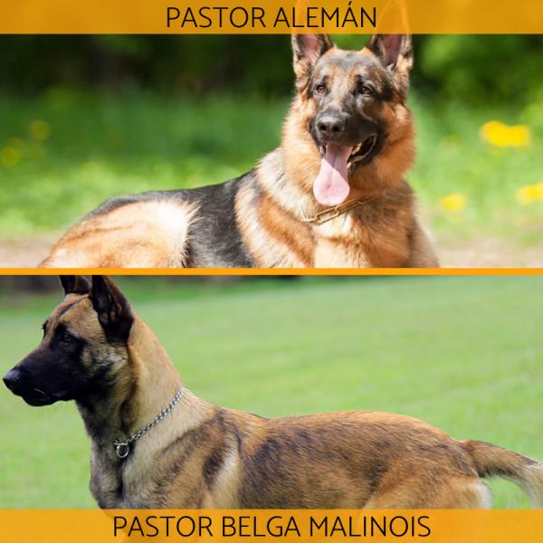 cual es la diferencia entre un pastor aleman y un perro