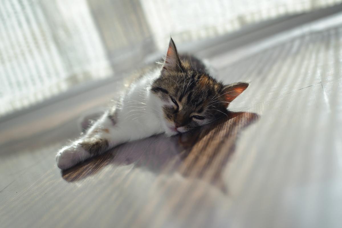 ¿Por dónde sudan los gatos?