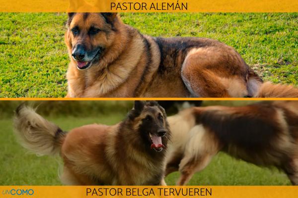 cual es la diferencia entre un pastor aleman y un perro