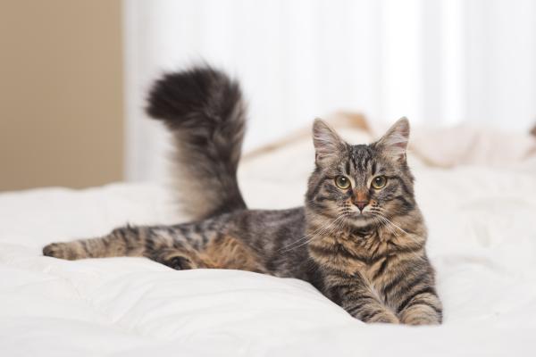 Qué significa soñar con gatos