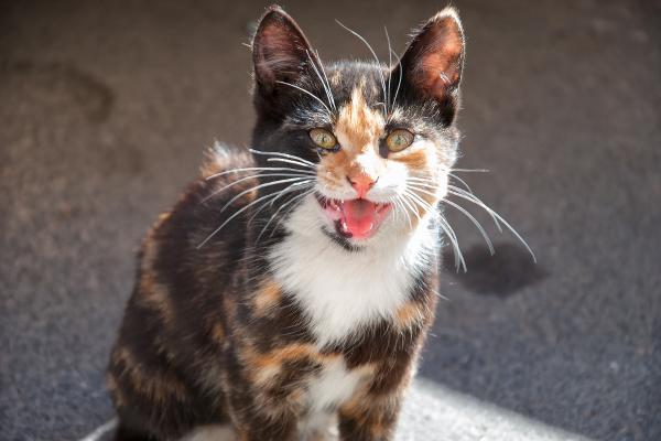 Qué significa soñar con gatos - Significado de soñar con un gato maullando