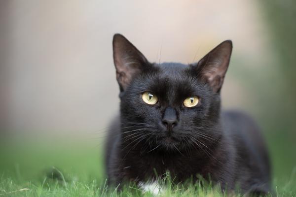 Qué significa soñar con gatos - Significado de soñar con un gato negro