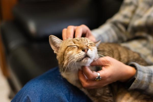 Qué significa soñar con gatos - Significado de soñar que acaricias un gato