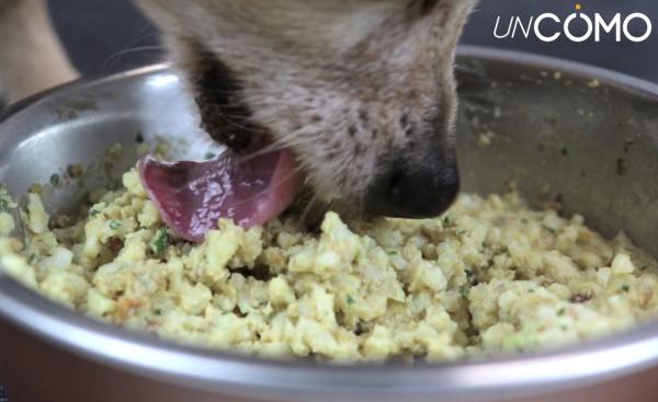 Síntomas de empacho en perros y cómo curarlo - Causas de empacho en perros