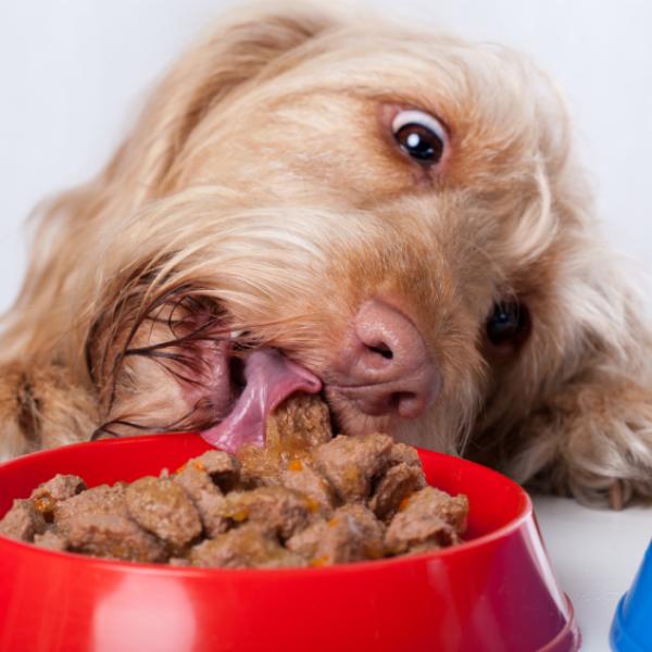 los perros pueden comer comida en mal estado