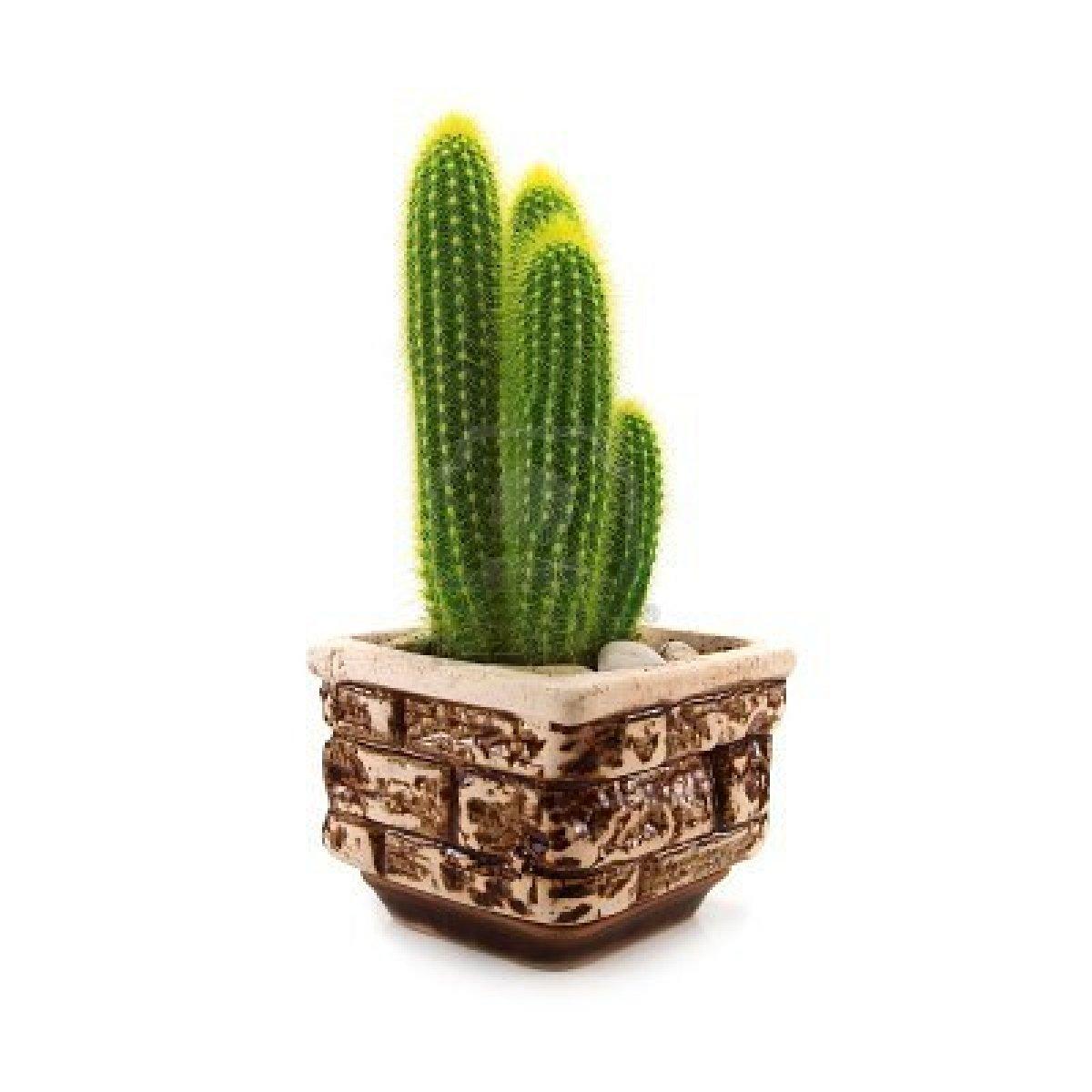 Cómo cuidar un cactus