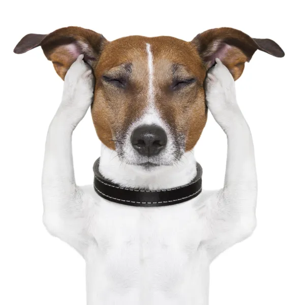 los perros oyen mejor que los humanos