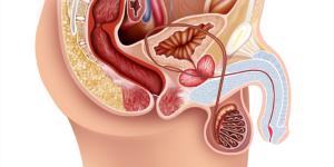 Cuál es el tamaño normal de los testículos