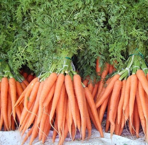 Cómo cultivar zanahorias