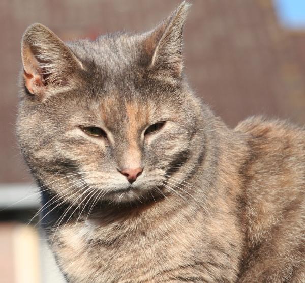 Cómo cuidar a un gato viejo