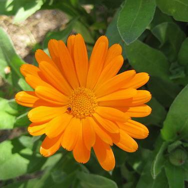 Cómo hacer aceite de caléndula - Paso 1