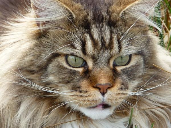 Cómo es el gato Maine Coon