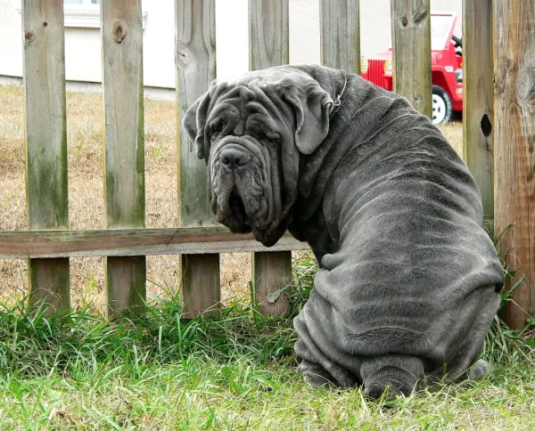 es un mastin napolitano un cane corso