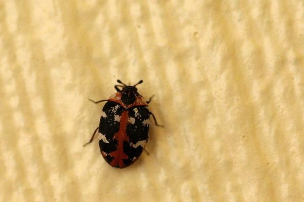 Cómo eliminar el escarabajo de alfombra