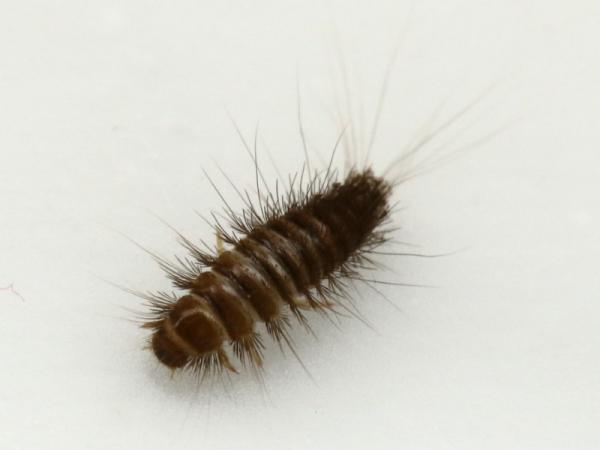 Cómo eliminar el escarabajo de alfombra - Escarabajo de alfombra: características y por qué es dañino