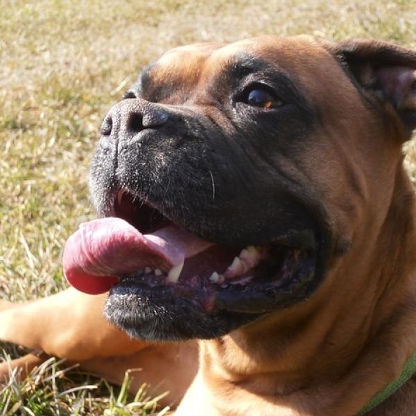 Son Mejores Los Perros Boxer Machos O Hembras