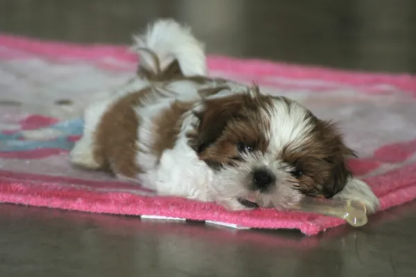 son shih tzu ruidosos