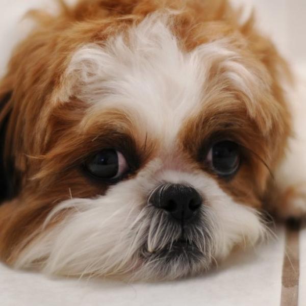 todos los cachorros son bizcos