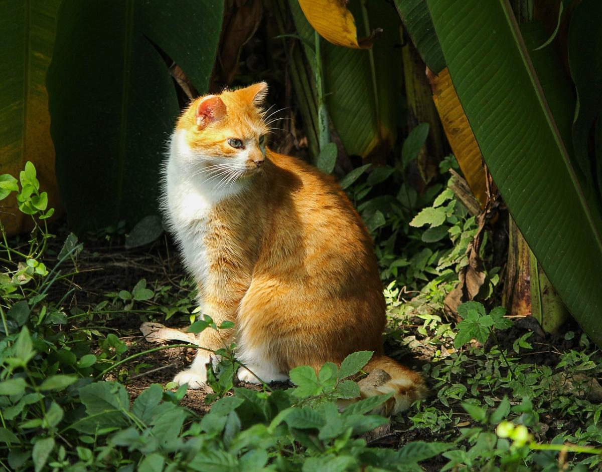 Cómo evitar gatos en mi jardín
