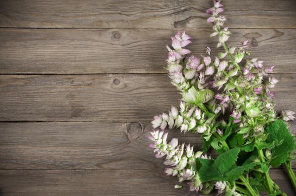 Remedio casero para la picadura de abeja - Salvia para curar la picadura de abeja