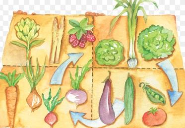 Cómo rotar los cultivos