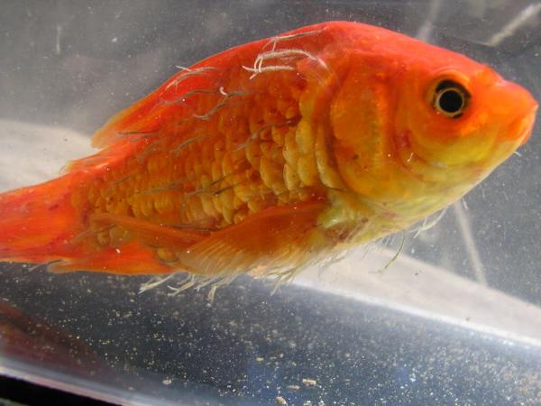 Enfermedades más comunes en los peces de acuario - Gusano Lernaea