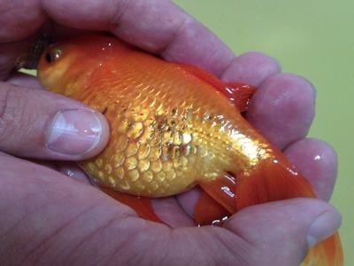 Enfermedades más comunes en los peces de acuario - Hidropesía