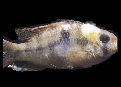 Enfermedades más comunes en los peces de acuario - Hongos