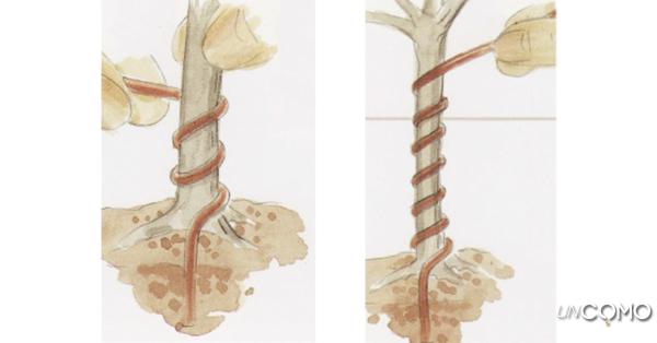 Cómo formar el tronco de un bonsái - Cómo alambrar un bonsái: colocar el alambre 