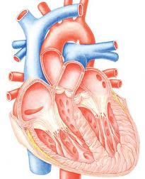 Cómo trabaja el corazón