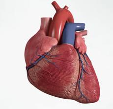 Cómo trabaja el corazón - Paso 2