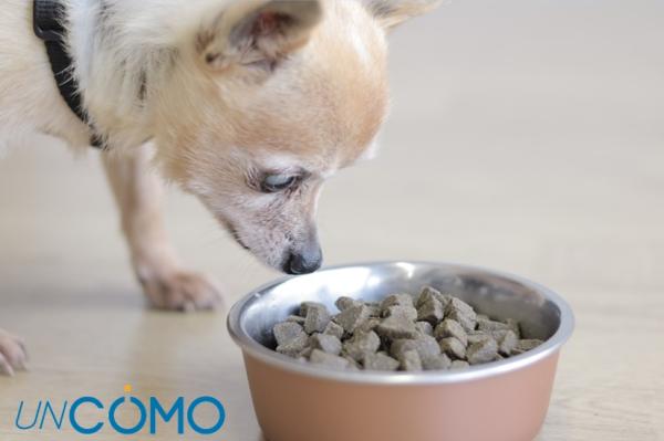 Remedios caseros para quitar el mal aliento a los perros - Alimenta a tu perro correctamente