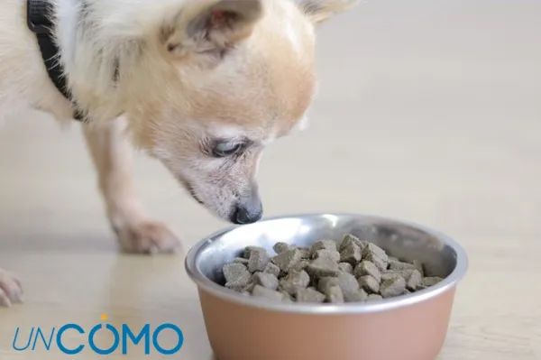 cómo me deshago del mal olor de boca de mi perro