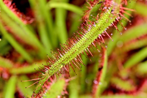Beneficios de la planta drosera - Composición nutricional y propiedades de la planta drosera