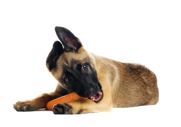 Remedios caseros para quitar el mal aliento a los perros - Golosinas y premios veganos para cuidar el aliento de tu perro