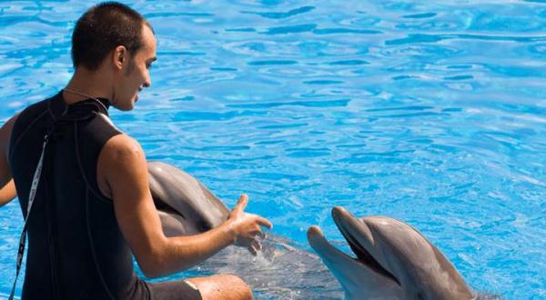 Cursos para ser entrenador de delfines