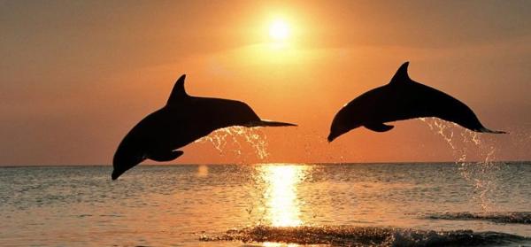 Cursos para ser entrenador de delfines - Lo que debes tener en cuenta...