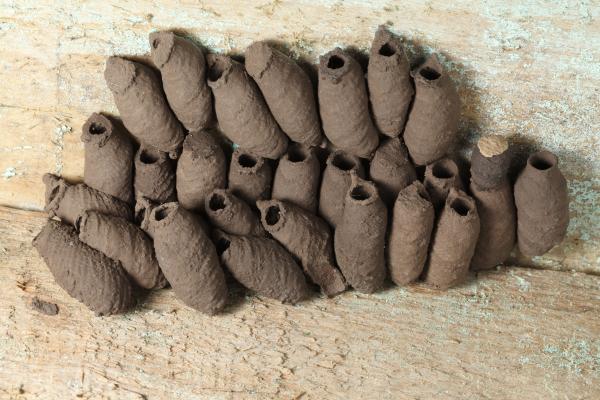 ¿Qué hacer si encuentras un nido de avispa alfarera en casa? ¿Cómo quitarlo? - ¿Qué es una avispa alfarera y cómo identificar su nido?