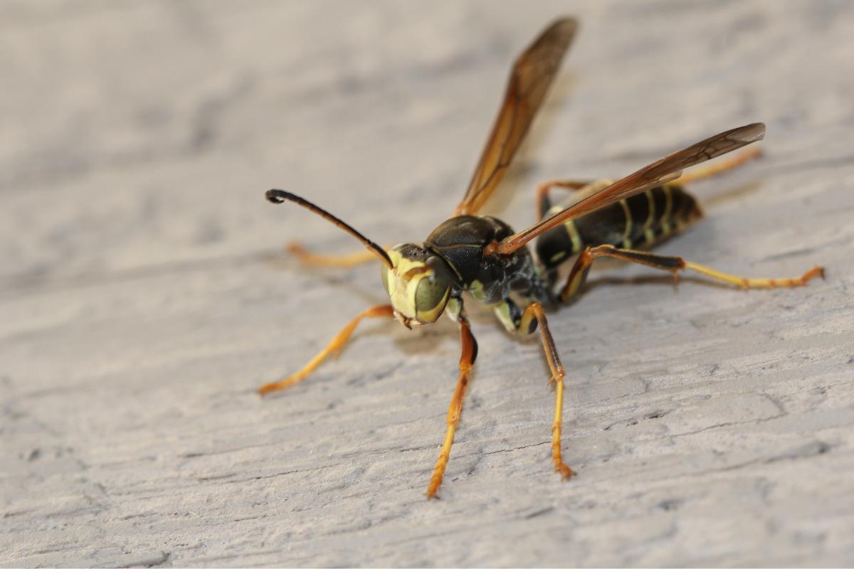 ¿Qué hacer si encuentras un nido de avispa alfarera en casa? ¿Cómo quitarlo?