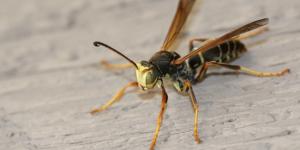 ¿Qué hacer si encuentras un nido de avispa alfarera en casa? ¿Cómo quitarlo?