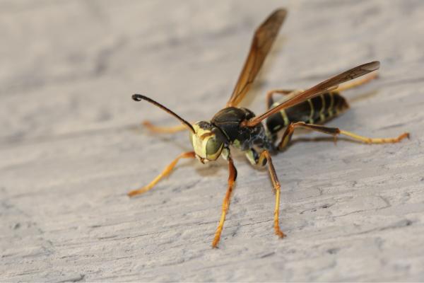 ¿Qué hacer si encuentras un nido de avispa alfarera en casa? ¿Cómo quitarlo?