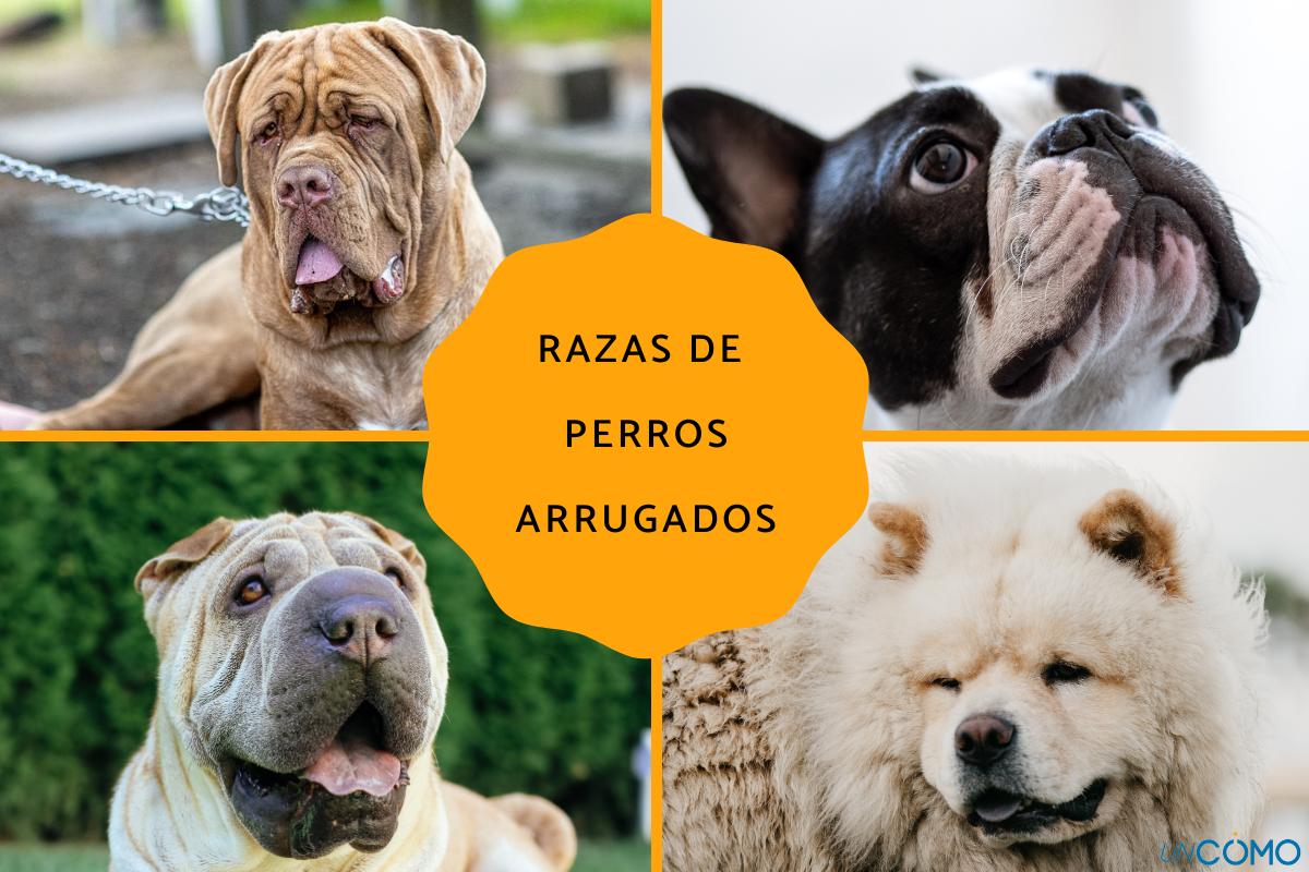 Razas de perros arrugados