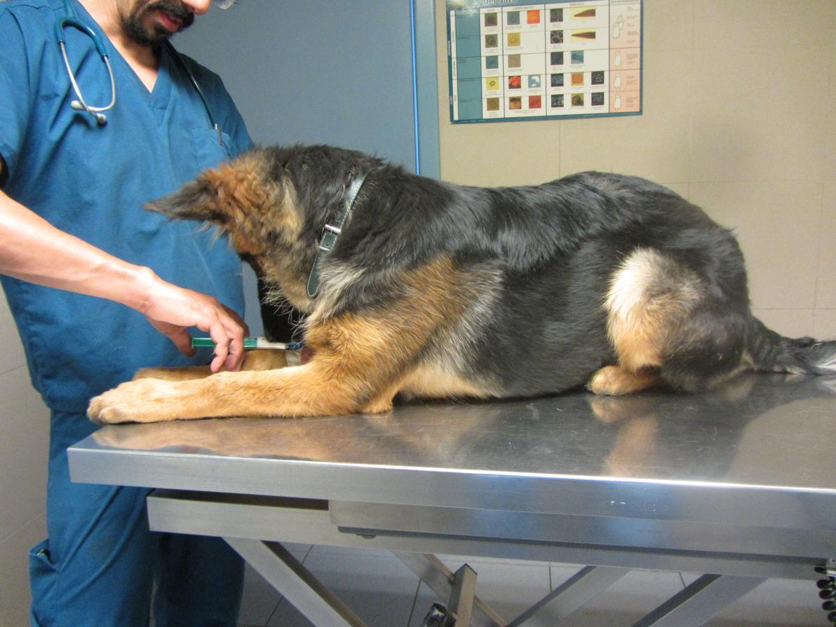 Cómo tratar la parálisis en perros