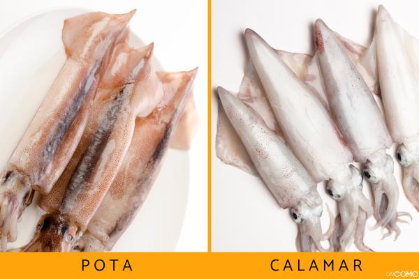 Pota Y Calamar son Lo Mismo Conoce Sus Diferencias
