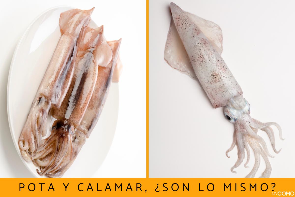 Pota Y Calamar son Lo Mismo Conoce Sus Diferencias