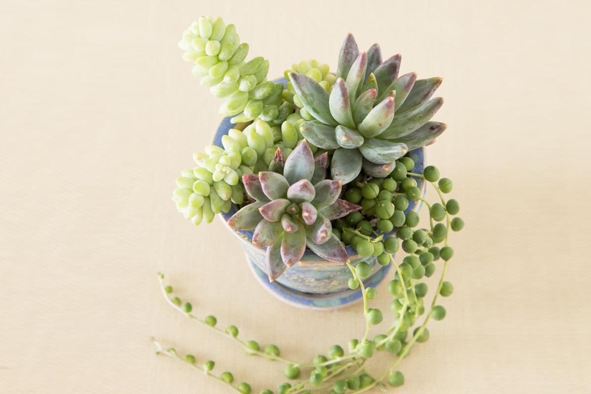Cómo cuidar suculentas colgantes