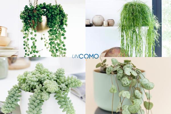 Cómo cuidar suculentas colgantes - Tipos de suculentas colgantes