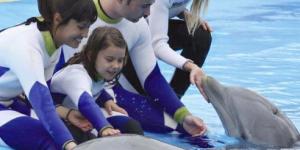 Cómo bañarme con los delfines en España