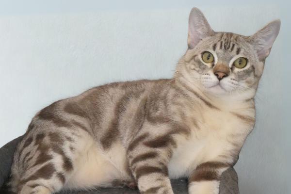 Razas de gatos con manchas: descubre los felinos de pelaje moteado más bonitos - Australian mist